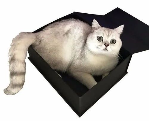 猫咪有哪些证？宠物健康证明是必须的吗？