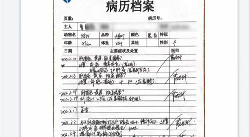 宠物生病了怎么办？？宣城宠物医院的专业诊疗指南