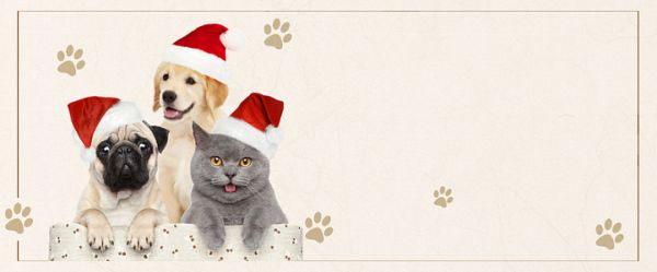 猫狗粮背景素材_猫狗粮背景图片下载_觅元素