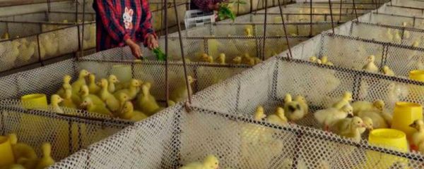 怎么养小鹅才能避免死亡，需保持稳定的舍温、做好消毒杀菌工作