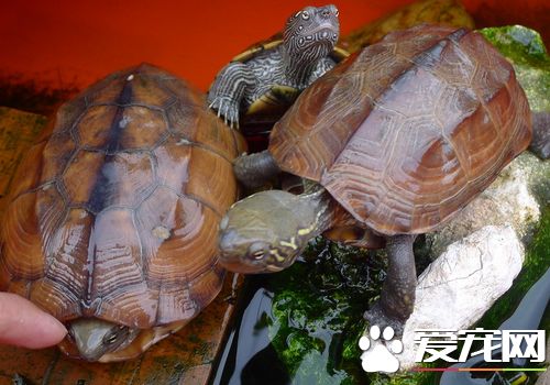 乌龟身上有油怎么办 把龟的食物换成<a href=/zhonglei/fish/ target=_blank class=infotextkey>鱼</a>虾类