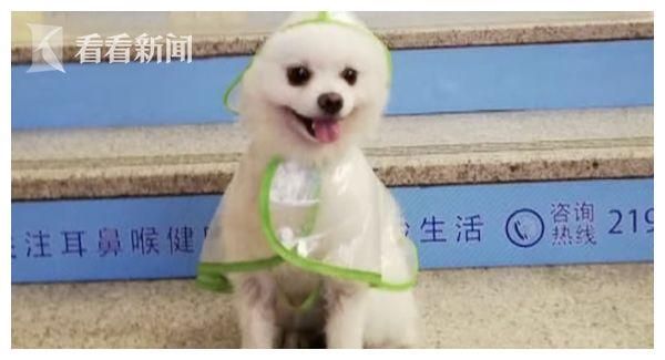 爱犬被一口咬死！涉事犬主人逃避协商：狗咬的，与我无关