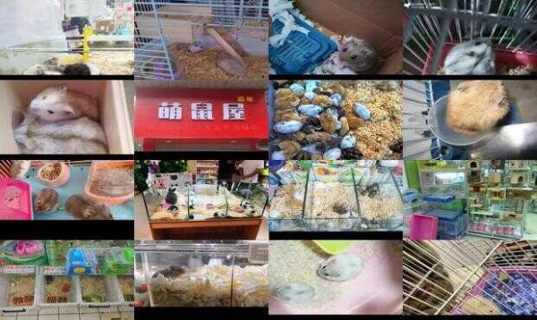 成都卖仓鼠的宠物店