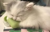 为你的爱猫起一个既特别又可爱的名字