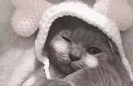 起名字不再难！为宠物猫挑选既大气又简约的名字