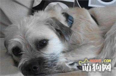 十种最长寿的宠物狗，陪你度过幸福的岁月