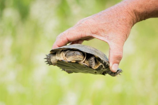 A person gently holds a small turtle in their hand with a blurred green background, showcasing wildlife interaction.