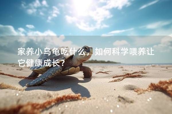 家养小乌龟吃什么，如何科学喂养让它健康成长？