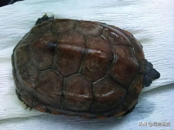 小乌龟冬天怎么养？吃什么东西？冬天养小乌龟需要注意什么