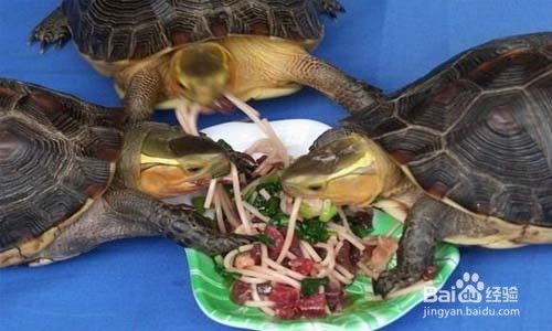 怎样才能把小乌龟快速养大?