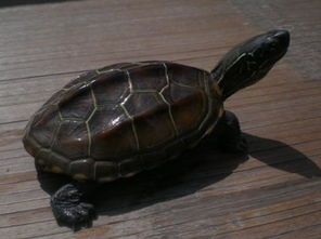 小乌龟怎么养,怎么饲养长得快