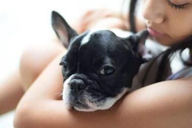 什么是电子芯片犬 深圳电子芯片犬靠谱吗.jpg