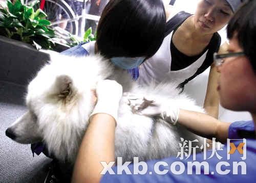 宠物医院的医生正在为狗狗植入电子芯片。 新快报记者 黎湛均/摄