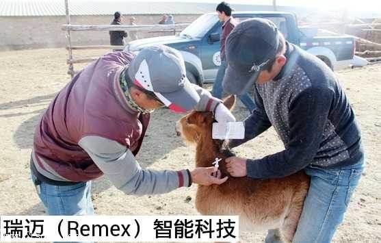 全球通用德国进口动物芯片 珍稀动物电子标记 蛇植入式芯片