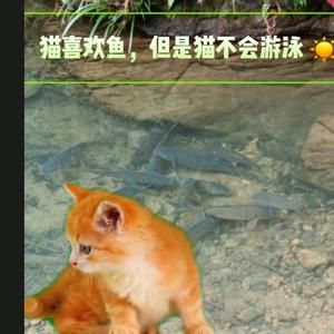 宠物心语头像