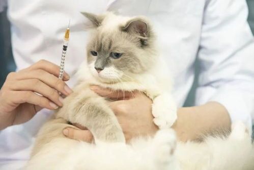 猫眼透情绪，揭秘宠物心语