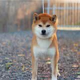 柴犬嘴尖好还是嘴短好，黑嘴与净脸如何选择？