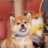 我花了13800买的柴犬为什么毛这么长？是稀有犬种吗？值吗？