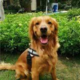 从“地摊狗”到“天价狗”，金毛犬的价格差距为什么这么大？