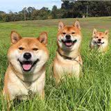 柴犬挑选避雷，如何正确挑选柴犬，不要只关注价格