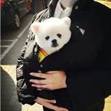买一只“博美犬”，大概需要多少钱？