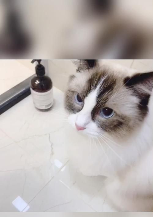 如何给宠物布偶猫洗澡（一步步教你洗布偶猫，让它始终保持清爽）