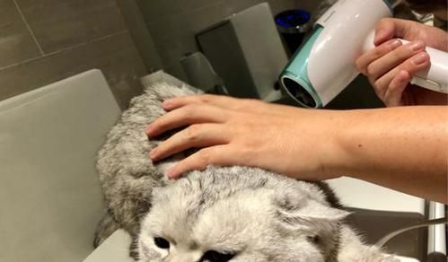 如何给宠物布偶猫洗澡（一步步教你洗布偶猫，让它始终保持清爽）