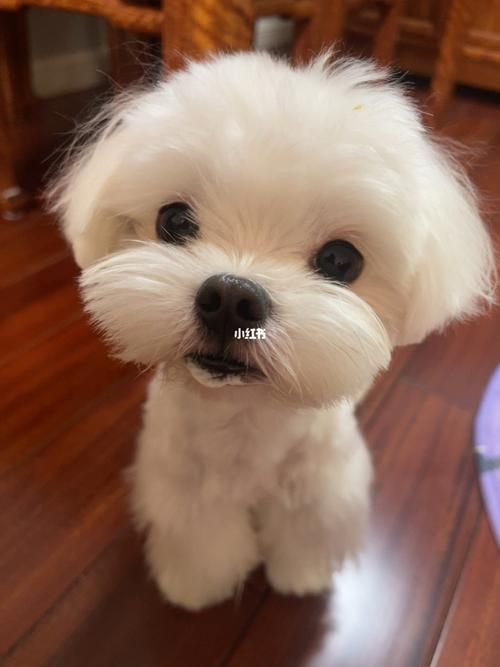 喝奶带奶渍的马尔济斯地包天小可爱_马尔济斯_狗狗_宠物_狗