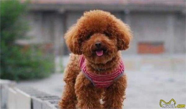 清点最聪明的5种狗狗，泰迪犬上榜，第五种能读懂人类的情绪