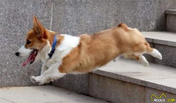 清点最聪明的5种狗狗，泰迪犬上榜，第五种能读懂人类的情绪