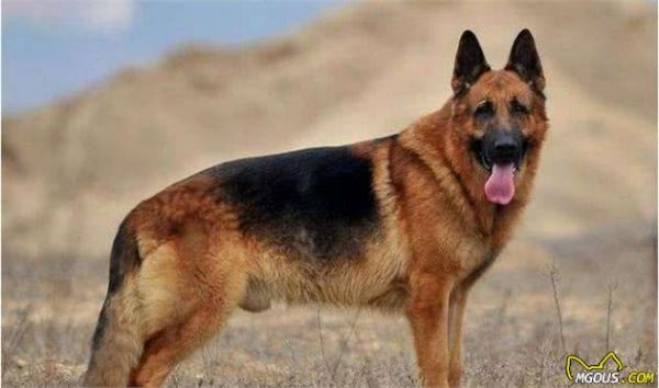 清点最聪明的5种狗狗，泰迪犬上榜，第五种能读懂人类的情绪