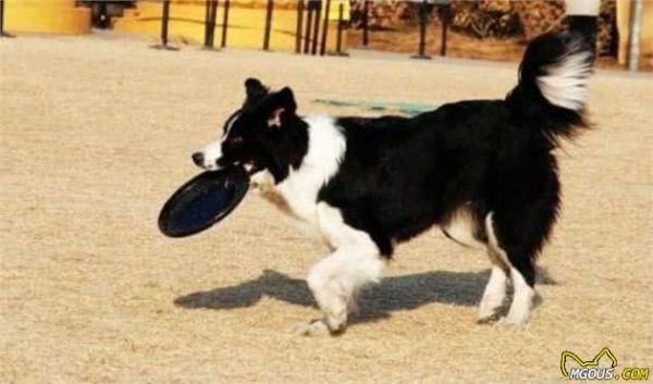 清点最聪明的5种狗狗，泰迪犬上榜，第五种能读懂人类的情绪
