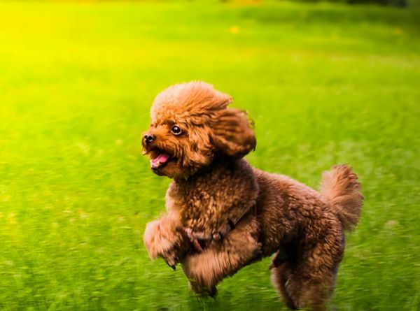 为什么泰迪犬这么受欢迎？揭秘多人喜欢养泰迪的7大原因