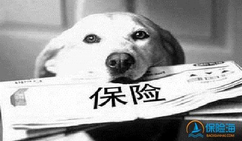 大一新生射杀猫咪 宠物保险保障宠物安全
