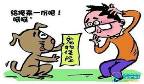 大一新生射杀猫咪 宠物保险保障宠物安全