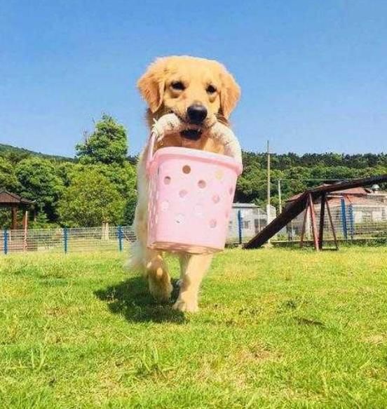 西安训犬学校