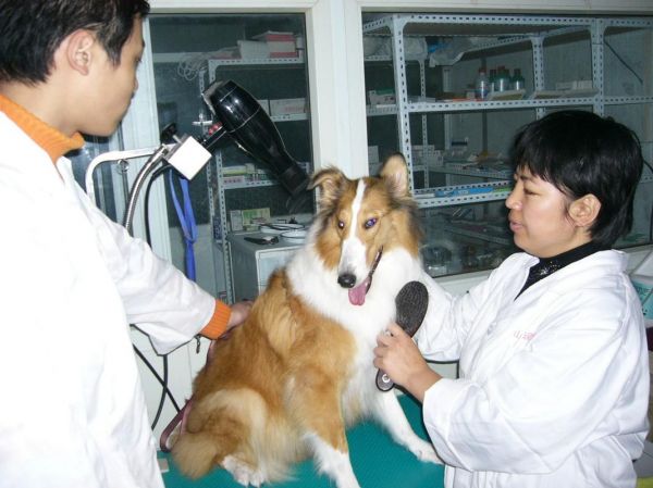 正规宠物医生学校,宠物医生培训学校十强