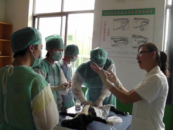 正规宠物医生学校,宠物医生培训学校十强