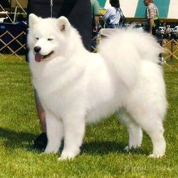 西宁萨摩耶犬价览，探宠物养殖市场