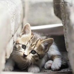 猫咪护肝片，每天吃多久才能见效？