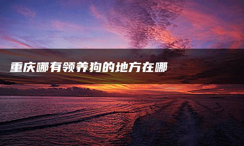 重庆哪有领养狗的地方在哪