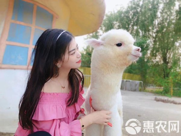  羊驼萌宠可送货上门货到付款，景区观赏萌宠羊驼，个人宠物