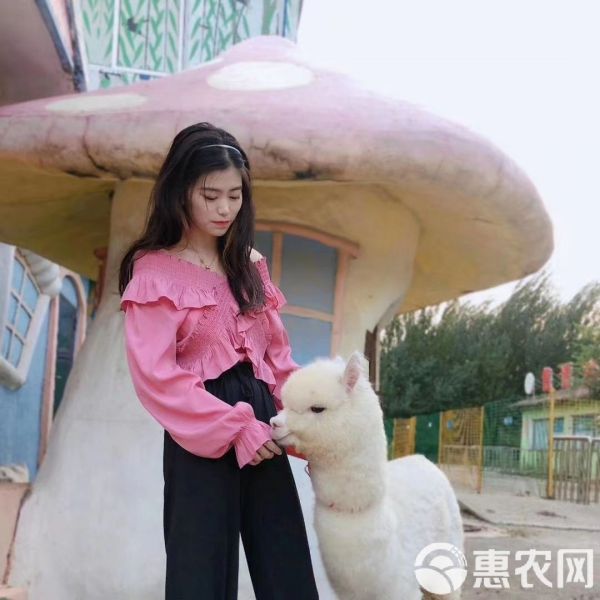  羊驼萌宠可送货上门货到付款，景区观赏萌宠羊驼，个人宠物