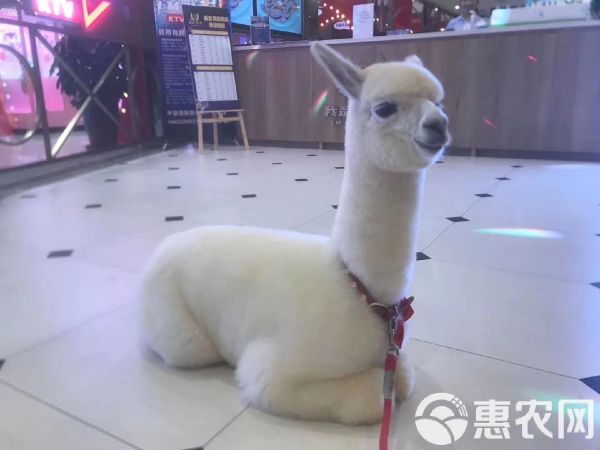  羊驼萌宠可送货上门货到付款，景区观赏萌宠羊驼，个人宠物