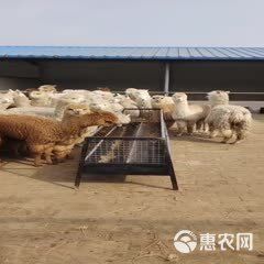 华卡约羊驼 羊驼萌宠羊驼羊驼澳洲羊驼迷你羊驼萌宠羊驼苏丽羊驼羊驼驼羊