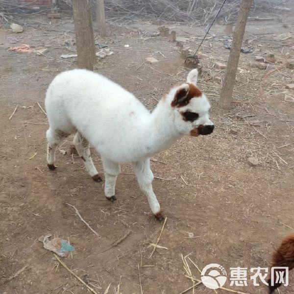 华卡约羊驼 羊驼萌宠羊驼羊驼澳洲羊驼迷你羊驼萌宠羊驼苏丽羊驼羊驼驼羊