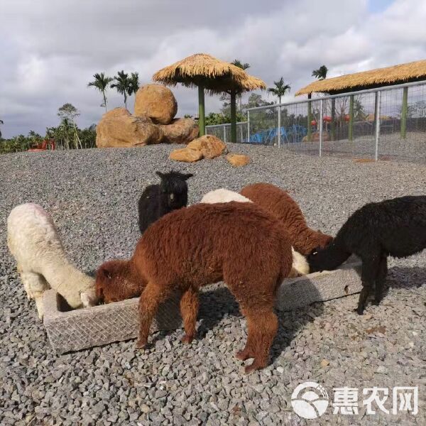 华卡约羊驼 羊驼萌宠羊驼羊驼澳洲羊驼迷你羊驼萌宠羊驼苏丽羊驼羊驼驼羊