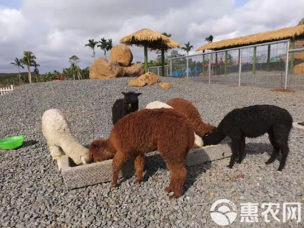 华卡约羊驼 羊驼萌宠羊驼羊驼澳洲羊驼迷你羊驼萌宠羊驼苏丽羊驼羊驼驼羊