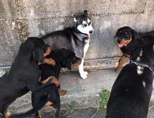如何训练宠物狗成为优秀的看家护院犬（掌握系统的训练方法，打造宠物狗的看家本领）