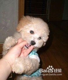 如何训练宠物狗正确大小便呢？